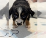Small #1 Australian Shepherd