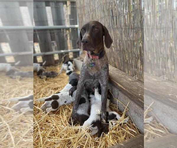 Medium Photo #5 German Shorthaired Pointer Puppy For Sale in VACAVILLE, CA, USA