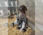 Small Photo #5 German Shorthaired Pointer Puppy For Sale in VACAVILLE, CA, USA