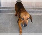 Small Dachshund