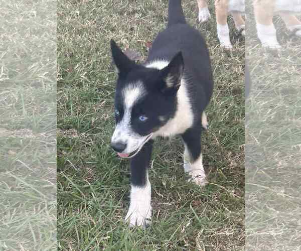 Medium Photo #4 Mutt Puppy For Sale in Wakefield, RI, USA