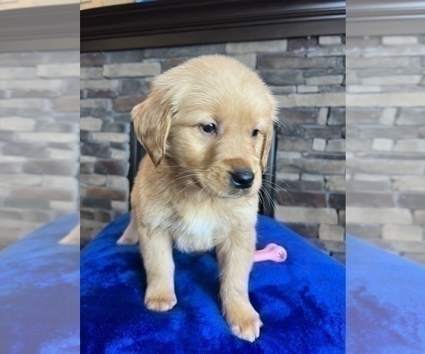 Medium Photo #3 Golden Retriever Puppy For Sale in NOBLESVILLE, IN, USA