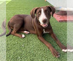 Lab-Pointer Dogs for adoption in Cave Creek, AZ, USA