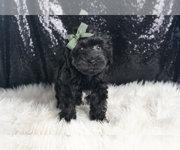 Medium Photo #4 YorkiePoo Puppy For Sale in WARSAW, IN, USA