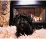 Small Photo #8 Brussels Griffon Puppy For Sale in WOODINVILLE, WA, USA