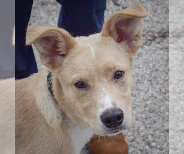 Medium Photo #4 Collie-Unknown Mix Puppy For Sale in Huntley, IL, USA