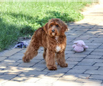 Kelsie - Female Cavapoo (Miniature) Puppy for Sale - Photo #3