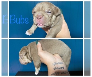 American Bully Puppy for sale in NASHUA, NH, USA