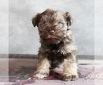 Small Schnauzer (Miniature)