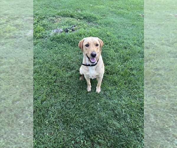 Medium Photo #1 Labrador Retriever Puppy For Sale in CLEVELAND, TN, USA