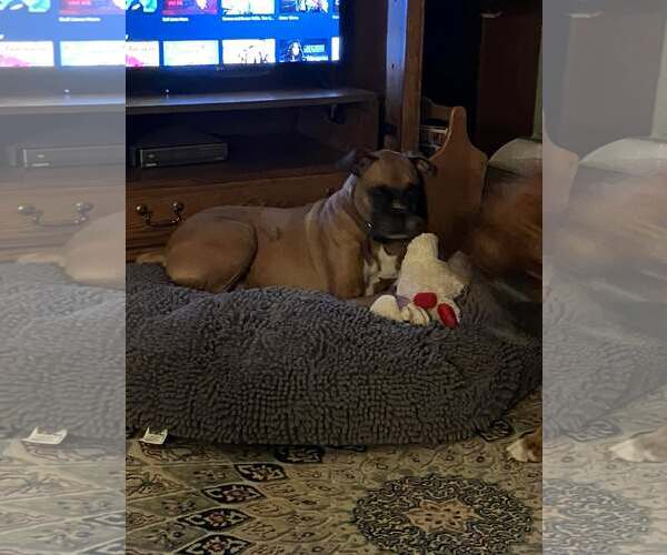 Medium Photo #5 Boxer Puppy For Sale in Burnsville, MN, USA