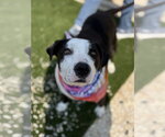 Small #6 American Staffordshire Terrier-Border Collie Mix