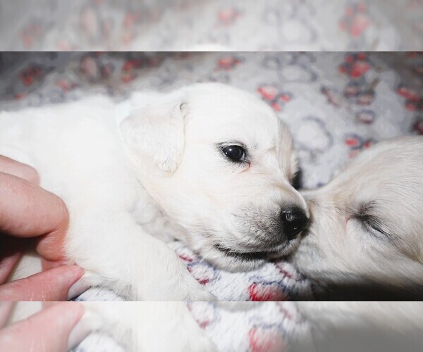 Medium Photo #35 English Cream Golden Retriever Puppy For Sale in LANCASTER, WI, USA