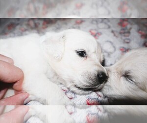 Medium English Cream Golden Retriever