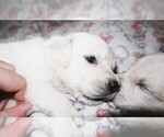 Puppy 12 English Cream Golden Retriever