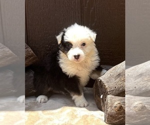 Medium Australian Shepherd