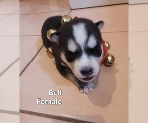 Siberian Husky Puppy for sale in TROY, MO, USA