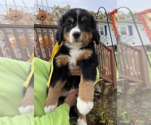 Medium Bernese Mountain Dog