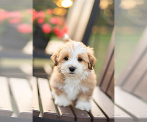Havanese Puppy for sale in NORTH LAWRENCE, OH, USA