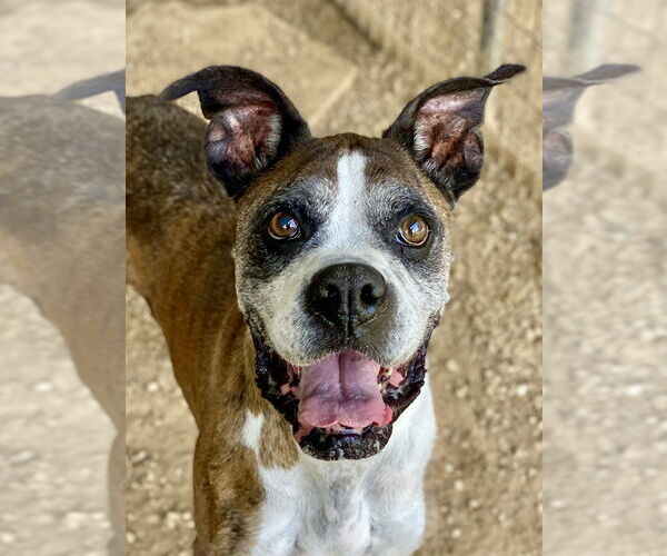 Medium Photo #11 Boxer Puppy For Sale in Austin, TX, USA