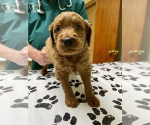 Goldendoodle Puppy for sale in ROANOKE, IL, USA