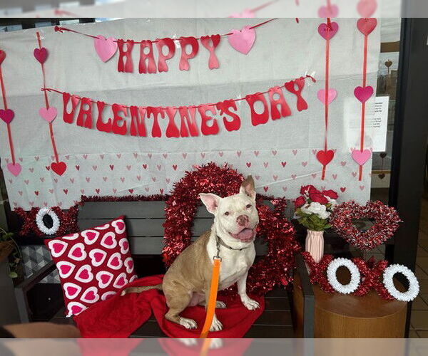 Medium Photo #6 Staffordshire Bull Terrier Puppy For Sale in Ocala, FL, USA