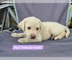 Small Photo #109 Labrador Retriever Puppy For Sale in EDGEWOOD, TX, USA
