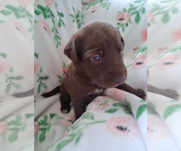 Medium Photo #4 German Malinois Puppy For Sale in FITZGERALD, GA, USA