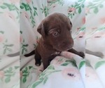 Small #3 German Malinois