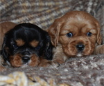 Small Photo #4 Cavalier King Charles Spaniel Puppy For Sale in DEERWOOD, MN, USA