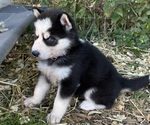 Small #3 Siberian Husky