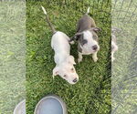 Small #5 American Pit Bull Terrier Mix