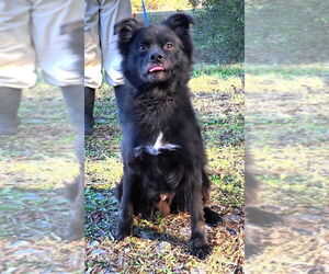Australian Shepherd-Unknown Mix Dogs for adoption in Wetumpka, AL, USA