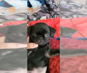 Pug Puppy for sale in LAFAYETTE, IN, USA