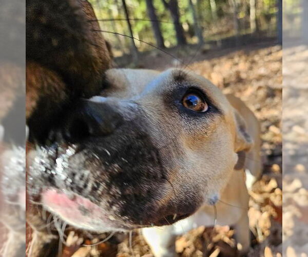Medium Photo #8 Black Mouth Cur-Boxer Mix Puppy For Sale in Green Forest, AR, USA