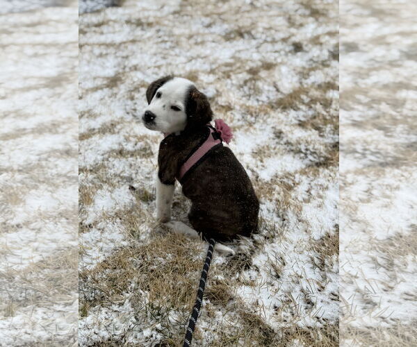 Medium Photo #3 Colonial Cocker Spaniel-Unknown Mix Puppy For Sale in St. Louis Park, MN, USA