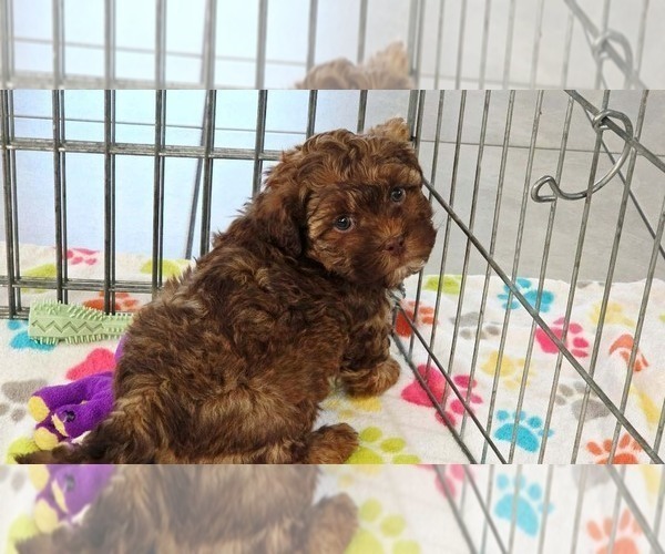 Medium Photo #8 ShihPoo Puppy For Sale in ORO VALLEY, AZ, USA
