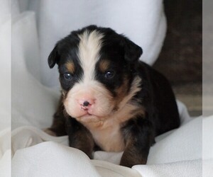 Bernese Mountain Dog Puppy for sale in FREDERICKSBG, OH, USA