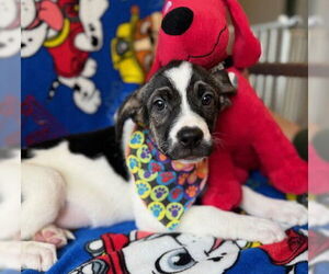 Mutt Dogs for adoption in Warrenton, VA, USA
