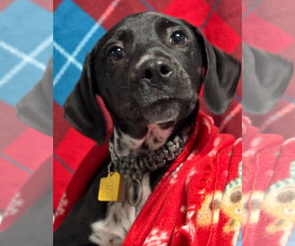 Medium Photo #5 Mutt Puppy For Sale in Woodbury, NY, USA