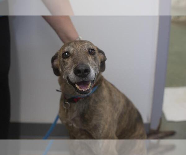 Medium Photo #1 Plott Hound-Unknown Mix Puppy For Sale in Mountain Home, AR, USA