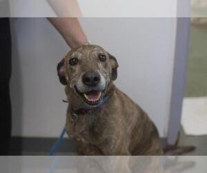 Plott Hound-Unknown Mix Dogs for adoption in Mountain Home, AR, USA