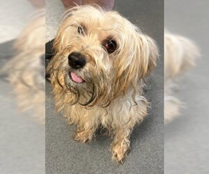 Mutt Dogs for adoption in Glen Allen, VA, USA