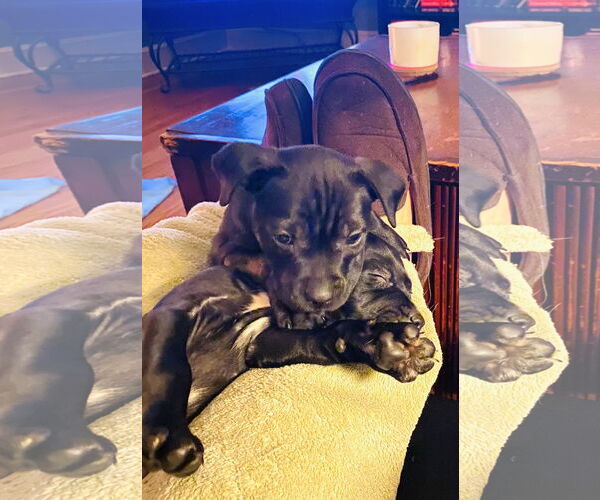 Medium Photo #5 Mutt Puppy For Sale in Holly Springs, NC, USA