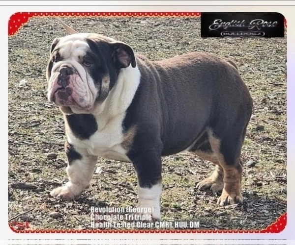 Medium Photo #1 English Bulldog Puppy For Sale in OOLOGAH, OK, USA