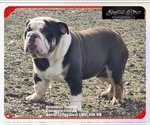 Small Photo #1 English Bulldog Puppy For Sale in OOLOGAH, OK, USA