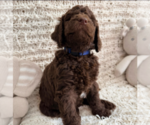 Small Photo #2 Labradoodle mix (+ Poodle Standard) Puppy For Sale in CHULA VISTA, CA, USA