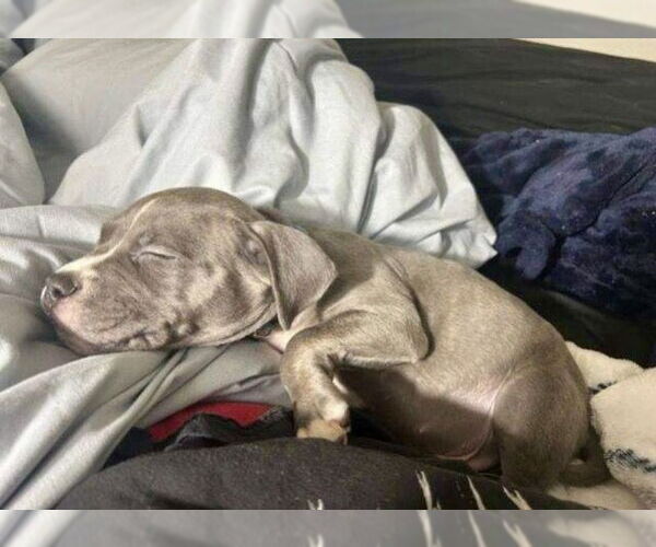Medium Photo #4 American Pit Bull Terrier-American Staffordshire Terrier Mix Puppy For Sale in Mesa, AZ, USA