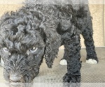 Small Photo #17 Poodle (Standard) Puppy For Sale in BAKERSFIELD, CA, USA