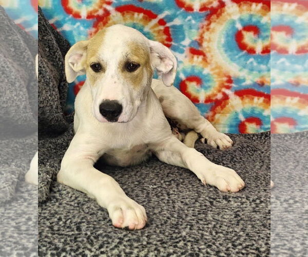 Medium Photo #5 Great Pyrenees-Unknown Mix Puppy For Sale in Talladega, AL, USA